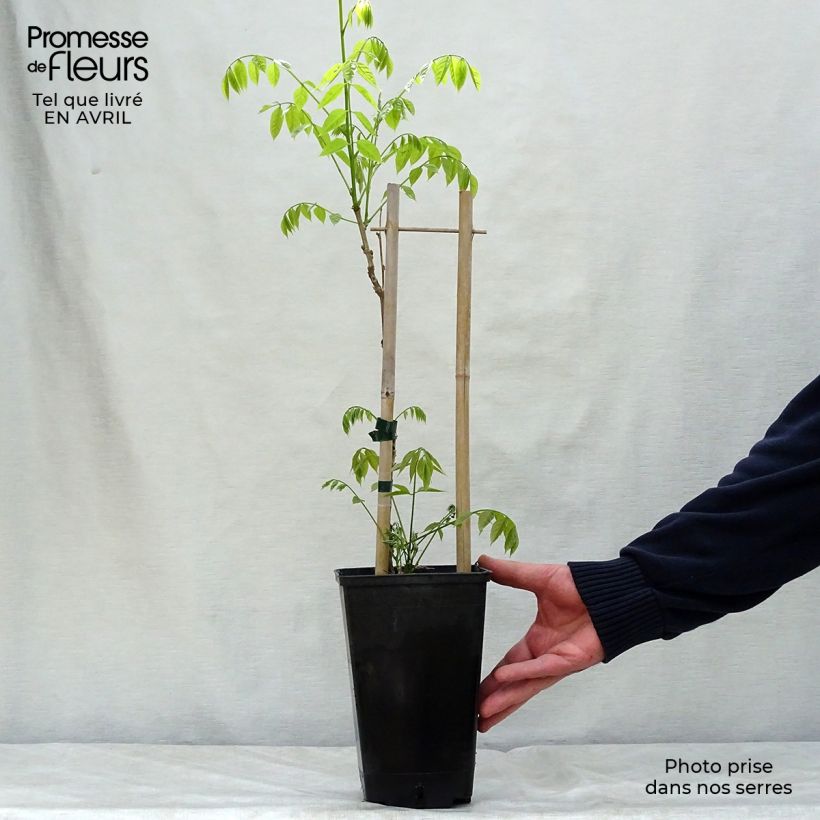 Wisteria sinensis Prolific 1.5L/2L pot sample as delivered in spring