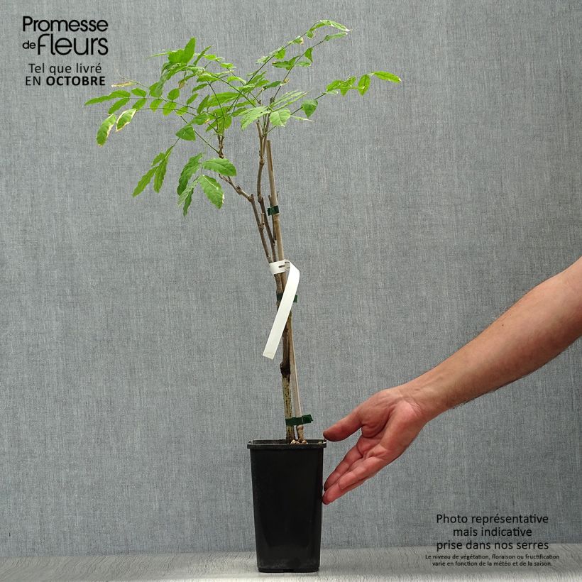 Wisteria sinensis Prolific 1.5L/2L pot sample as delivered in autumn