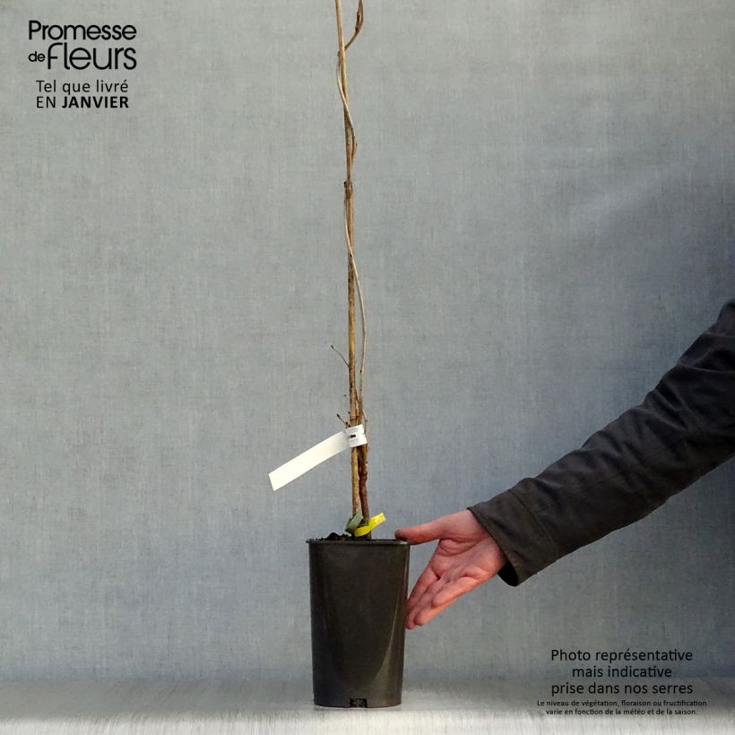 Wisteria floribunda Alba 1.5L/2L pot sample as delivered in winter