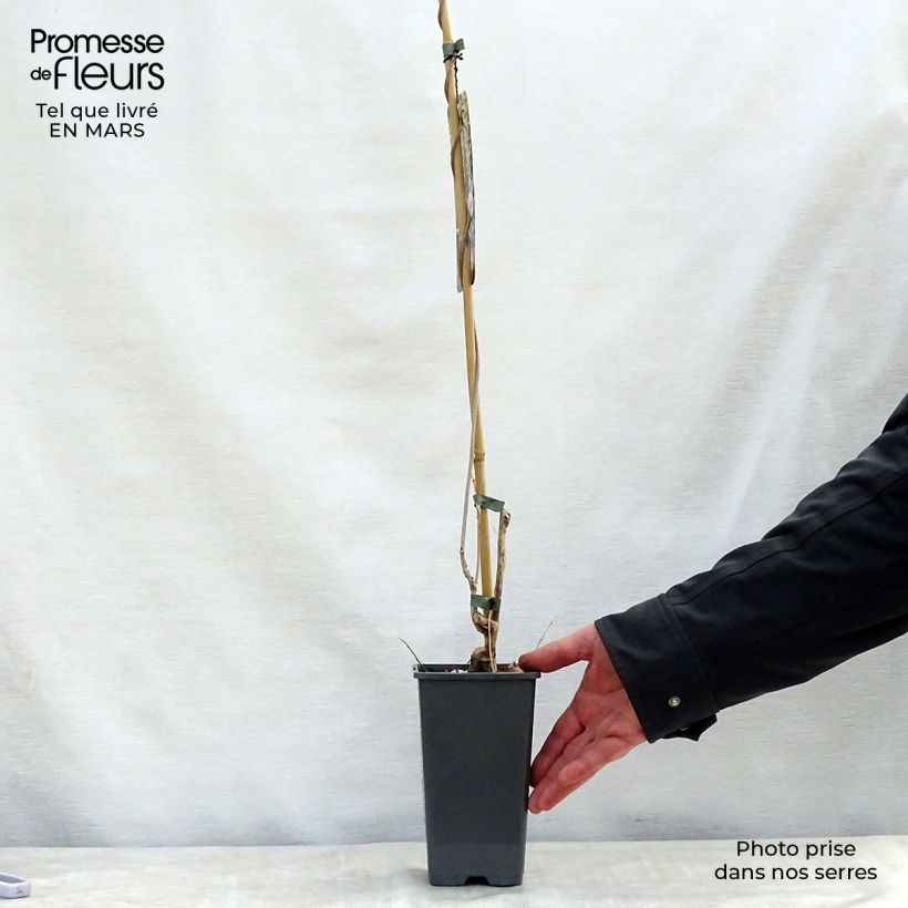 Wisteria floribunda Alba 1.5L/2L pot sample as delivered in spring