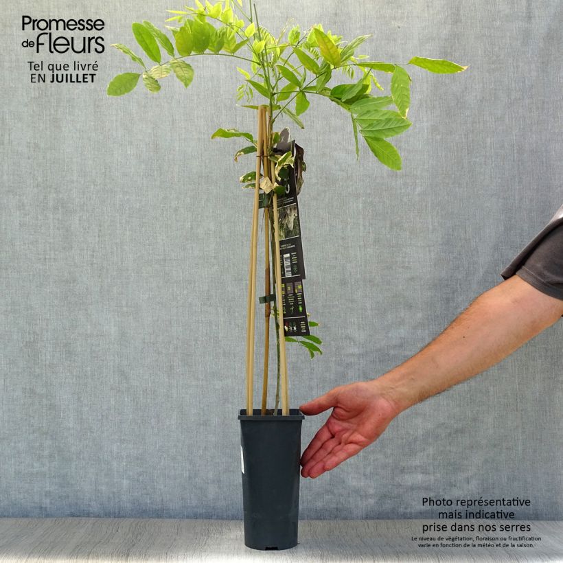 Wisteria floribunda Alba 1.5L/2L pot sample as delivered in summer