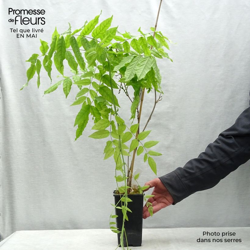 Wisteria floribunda Domino 1.5L/2L pot sample as delivered in spring