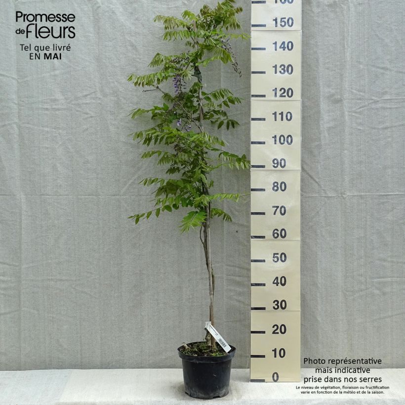 Wisteria floribunda Domino 3L/4L pot sample as delivered in spring