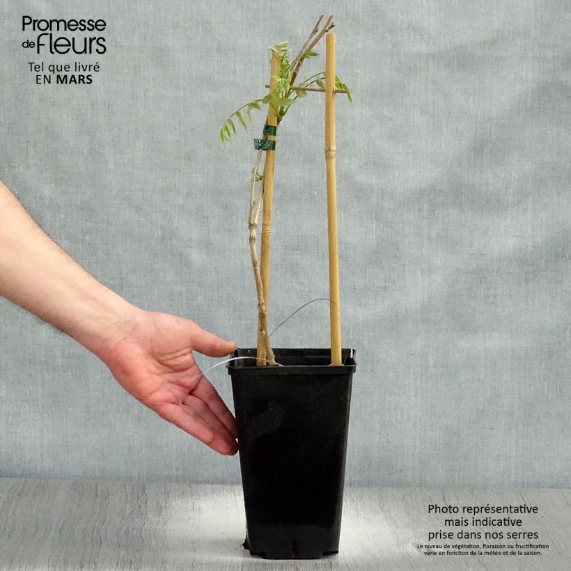 Wisteria floribunda Honbeni 2L/3L pot sample as delivered in spring