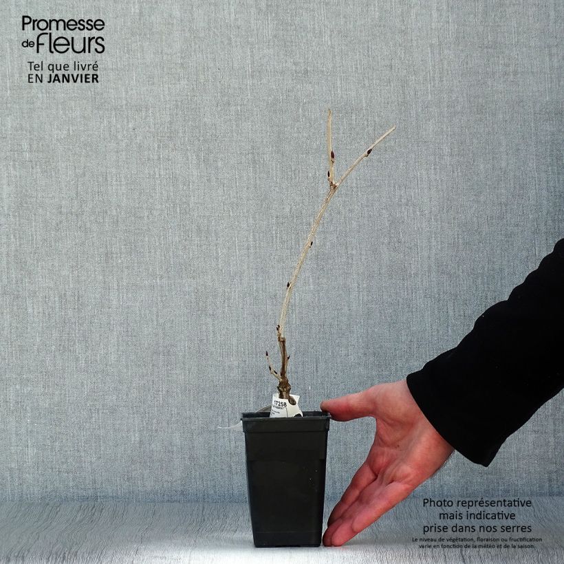 Wisteria floribunda Macrobotrys 8/9 cm pot sample as delivered in winter