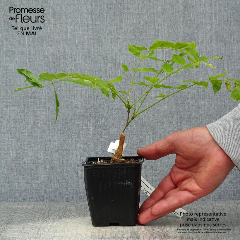 Wisteria floribunda Macrobotrys 8/9 cm pot sample as delivered in spring