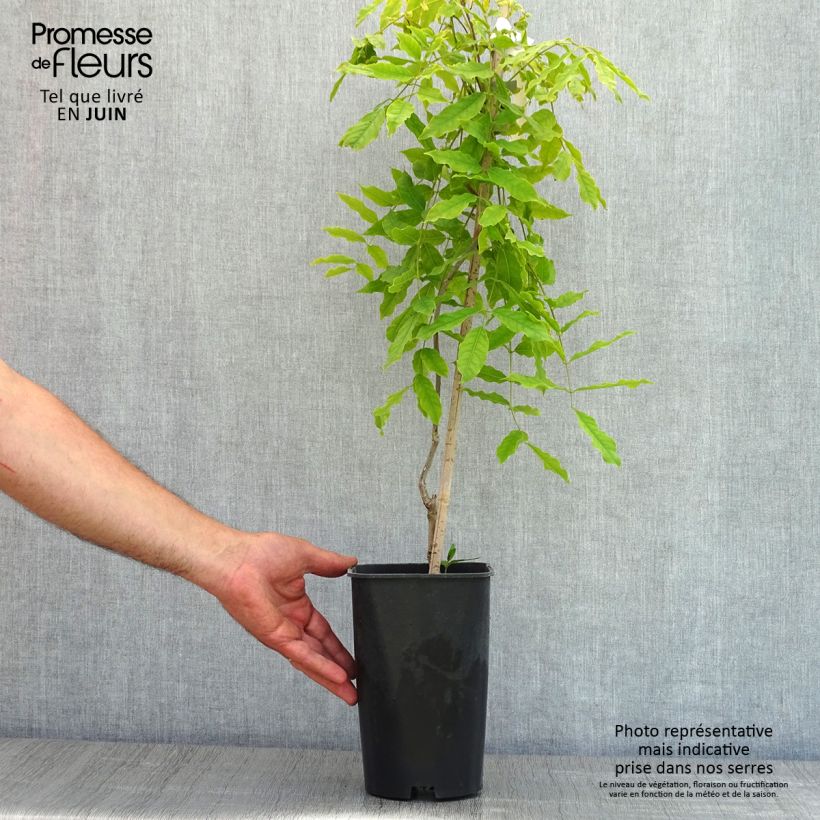 Wisteria floribunda Macrobotrys 2L/3L pot sample as delivered in spring