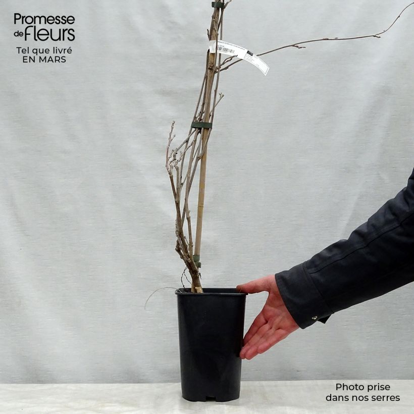 Wisteria floribunda Violacea Plena 2L/3L pot sample as delivered in spring