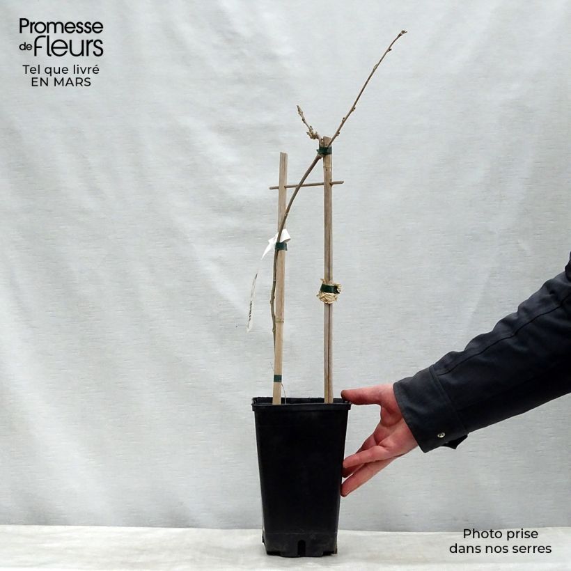 Wisteria floribunda 3L/4L pot sample as delivered in spring