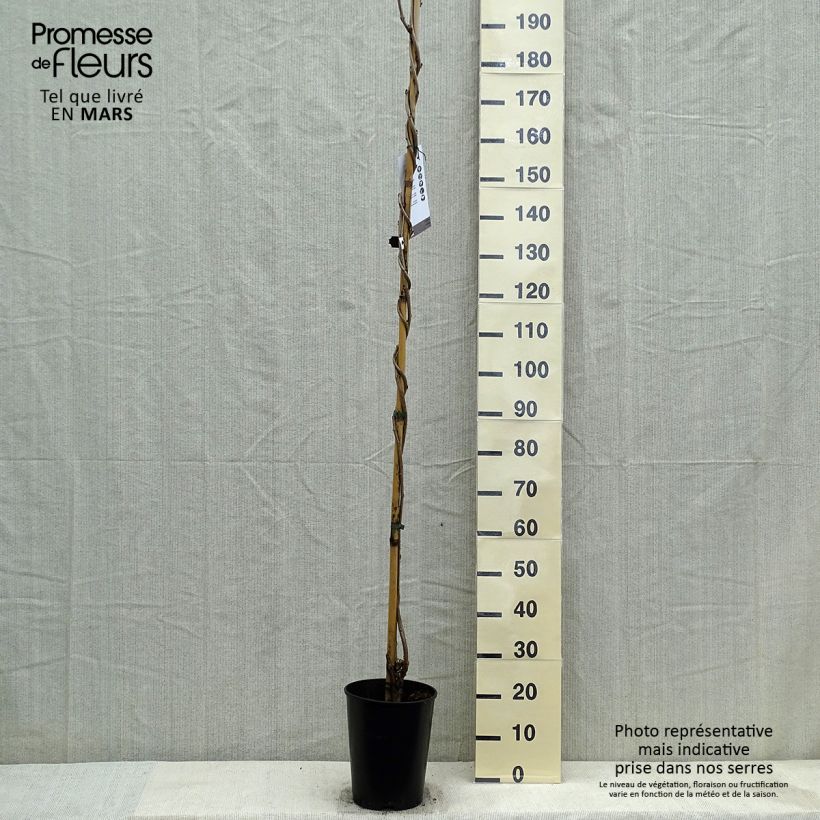 Wisteria floribunda Lawrence 6L/7L pot sample as delivered in spring