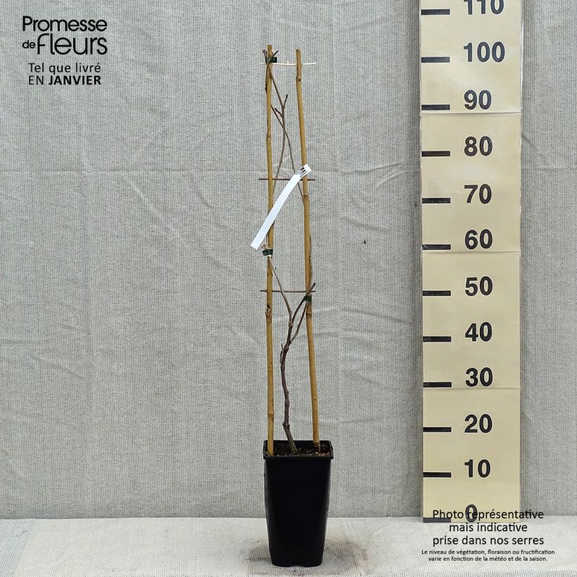 Wisteria floribunda Ed's Blue Dragon 2L/3L pot sample as delivered in winter