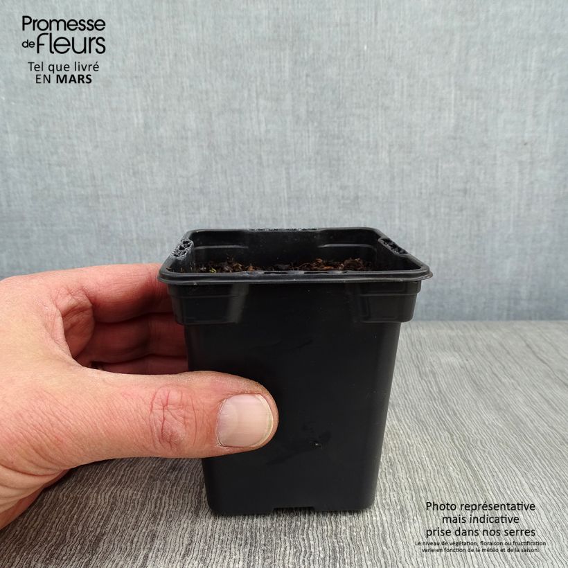 American Groundnut - Apios americana 8/9 cm pot sample as delivered in winter