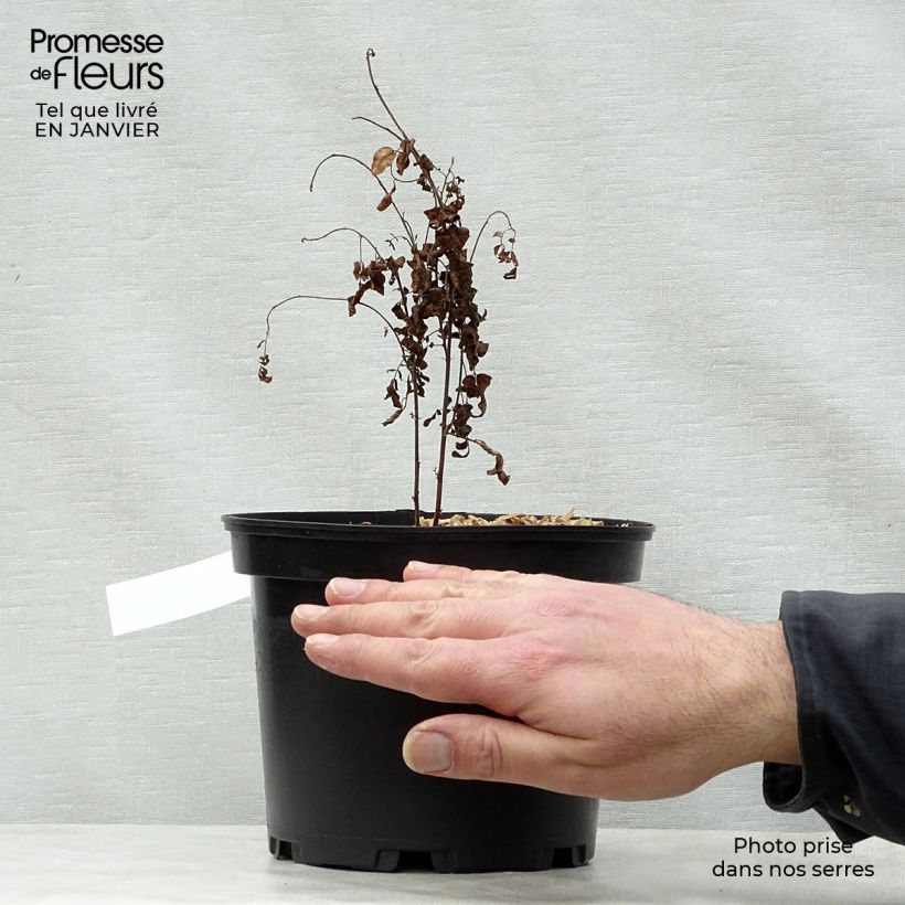 Glycyrrhiza glabra - Liquorice 2L/3L pot sample as delivered in winter