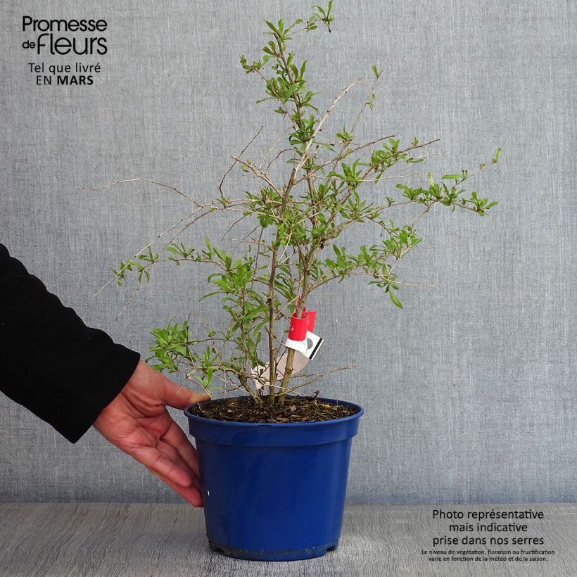 Lycium barbarum Gojidelys 2L/3L pot, Clump sample as delivered in winter