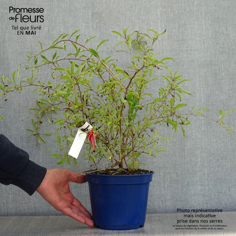 Lycium barbarum Gojidelys 2L/3L pot, Clump sample as delivered in spring