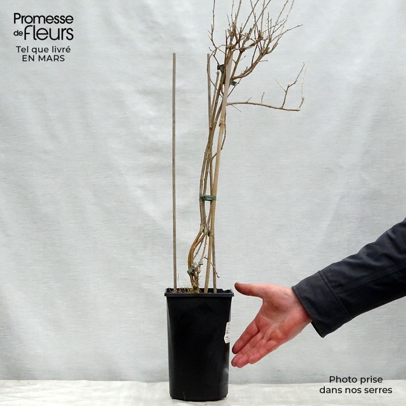 Lycium barbarum Instant Success 1.5L/2L pot sample as delivered in spring