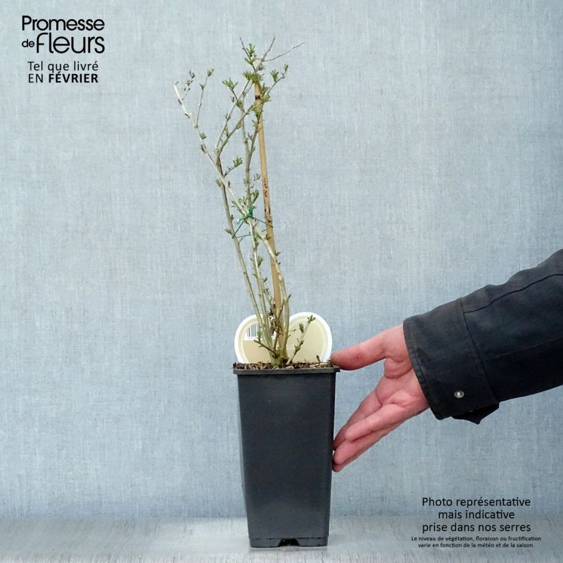 Lycium barbarum Instant Success 1.5L/2L pot sample as delivered in winter