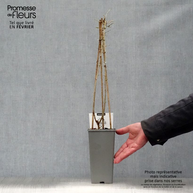 Lycium barbarum 1.5L/2L pot, Bush sample as delivered in winter