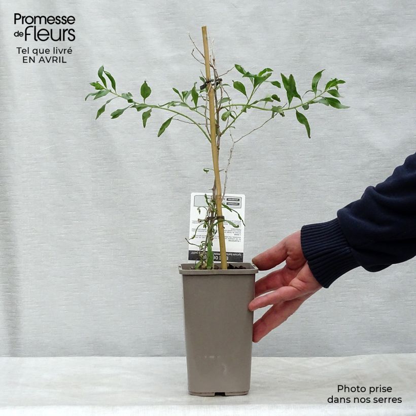 Lycium barbarum Princess Tao FPW03 1L/1.5L pot, Clump sample as delivered in spring