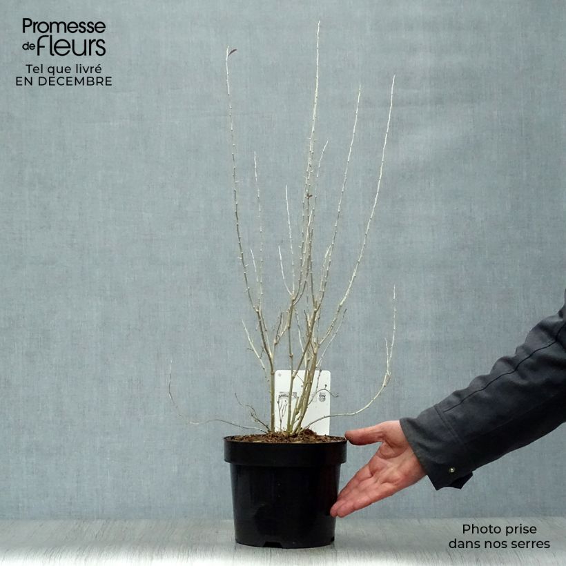 Lycium barbarum Sweet Lifeberry 1.5L/2L pot, Clump sample as delivered in winter