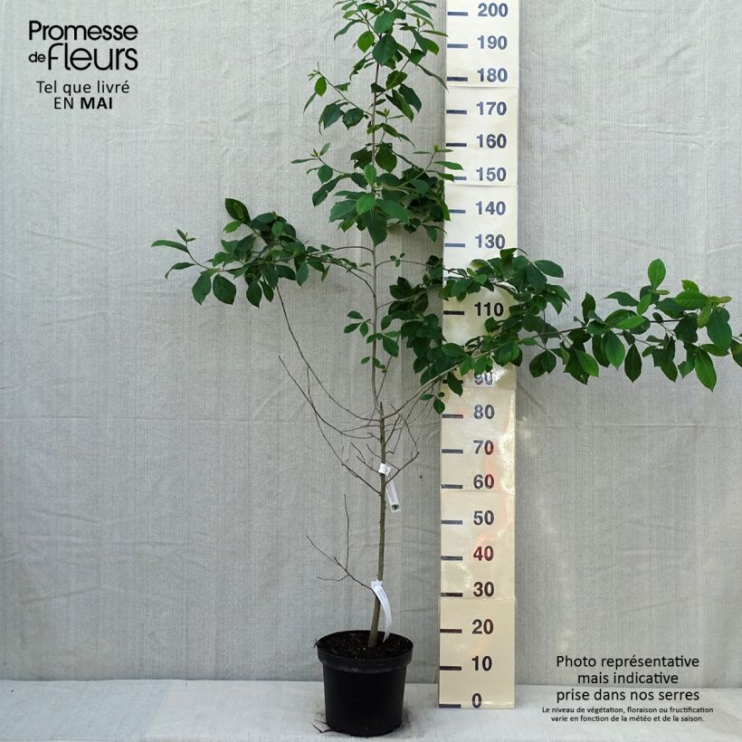 Nyssa sylvatica - Tupelo 7.5L/10L pot sample as delivered in spring
