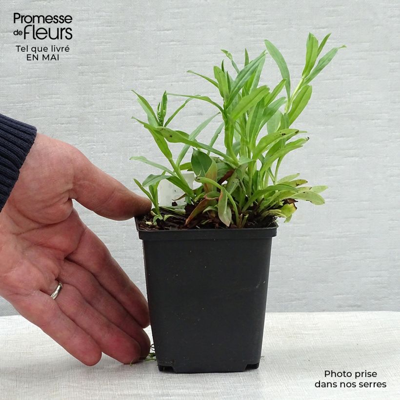 Goniolimon tataricum 8/9 cm pot sample as delivered in spring