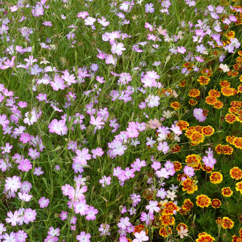 Agrostemma coeli-rosa seeds - Rose of heaven (Plant habit)