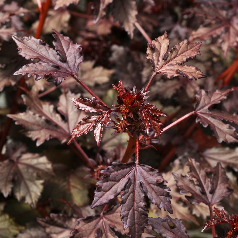 Hibiscus acetosella Mahogany Splendor seeds (Foliage)