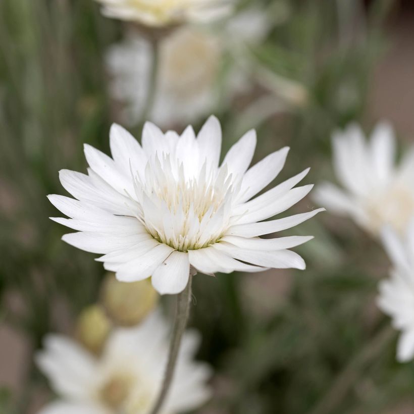 Xeranthemum annuum Superbissimum Album - Everlasting flower (Flowering)