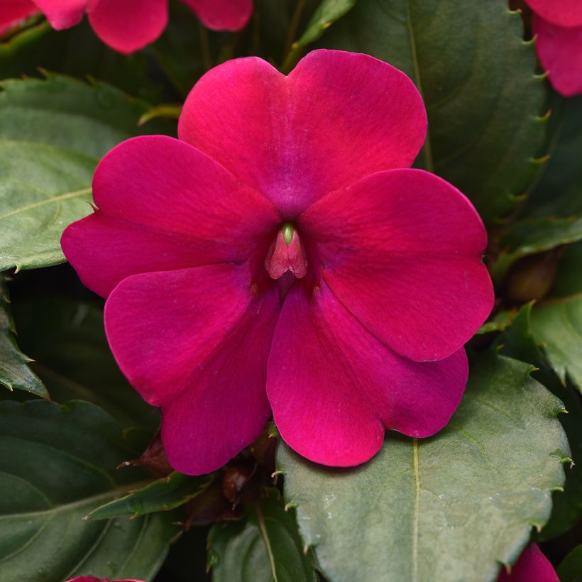 Impatiens Solarscape Magenta Bliss seeds - Interspecific Impatiens (Flowering)
