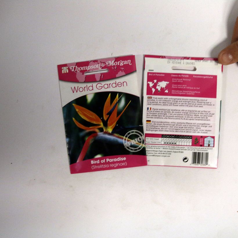 Example of Strelitzia reginae Humilis per pack of 4 seeds specimen as delivered