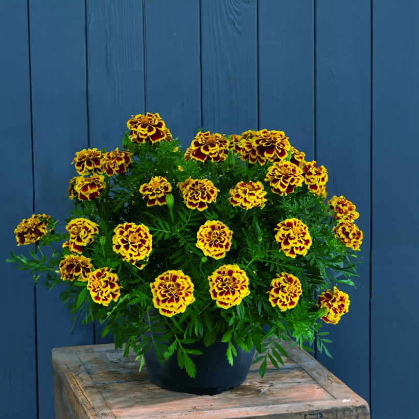 African Marigold Mango Tango seeds - Tagetes erecta (Plant habit)