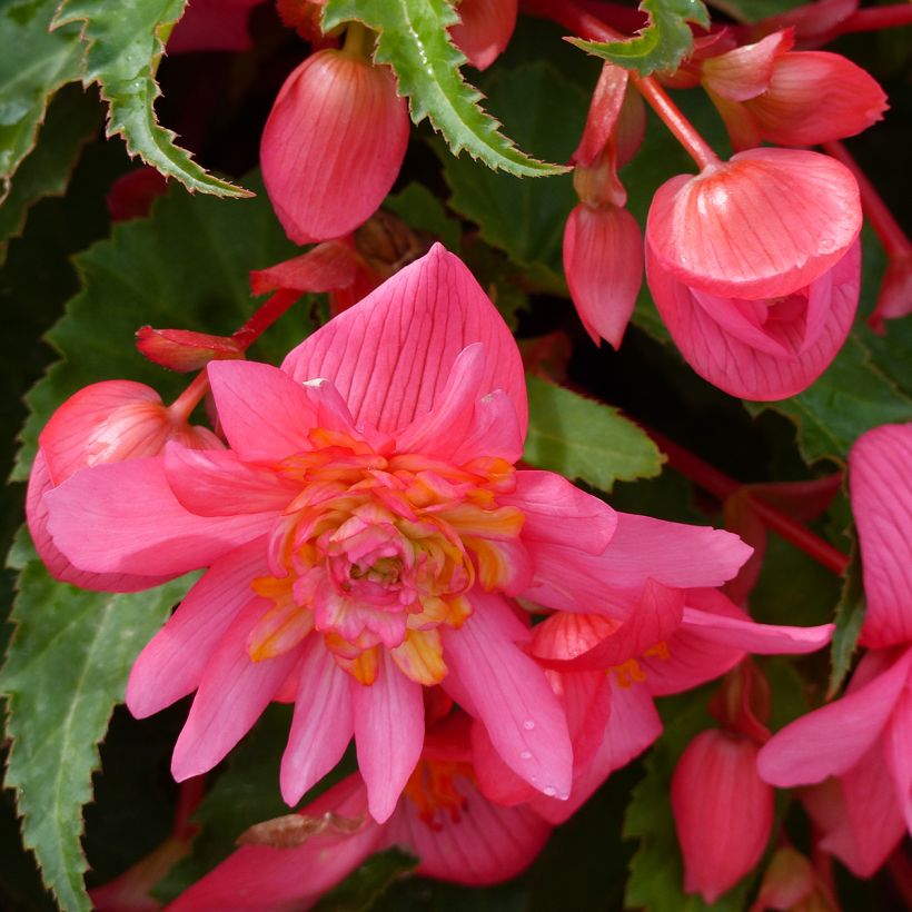Begonia × hybrida Funky Light Pink (Flowering)