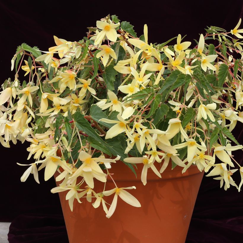 Begonia boliviensis Copacabana Yellow coated seeds (Plant habit)