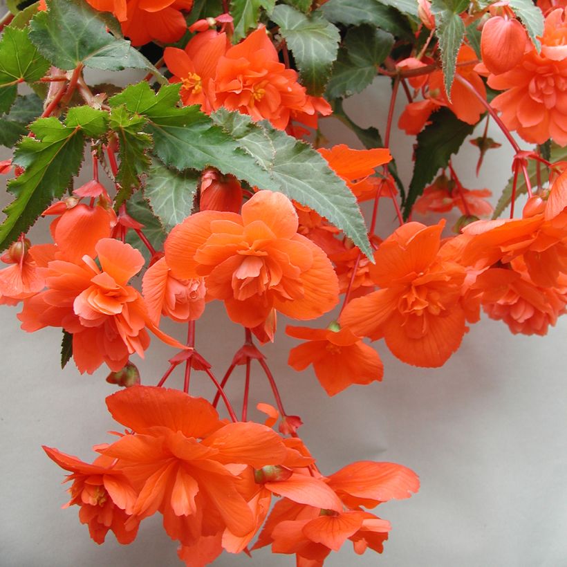 Begonia Chanson Salmon - Trailing tuberous begonia (Flowering)