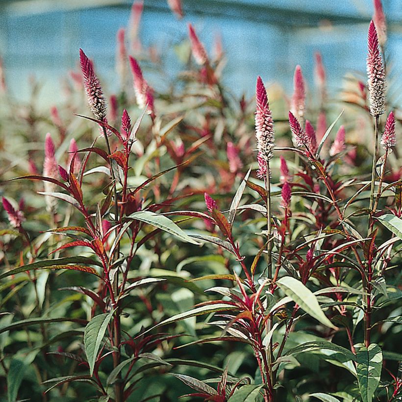 Celosia argentea Flamingo Purple- Silver cock's combseeds (Flowering)