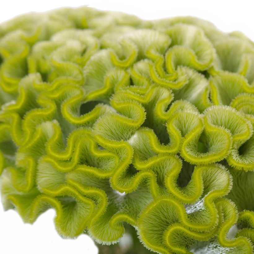 Celosia cristata Act Verda seeds - Crested Cock's-comb (Flowering)