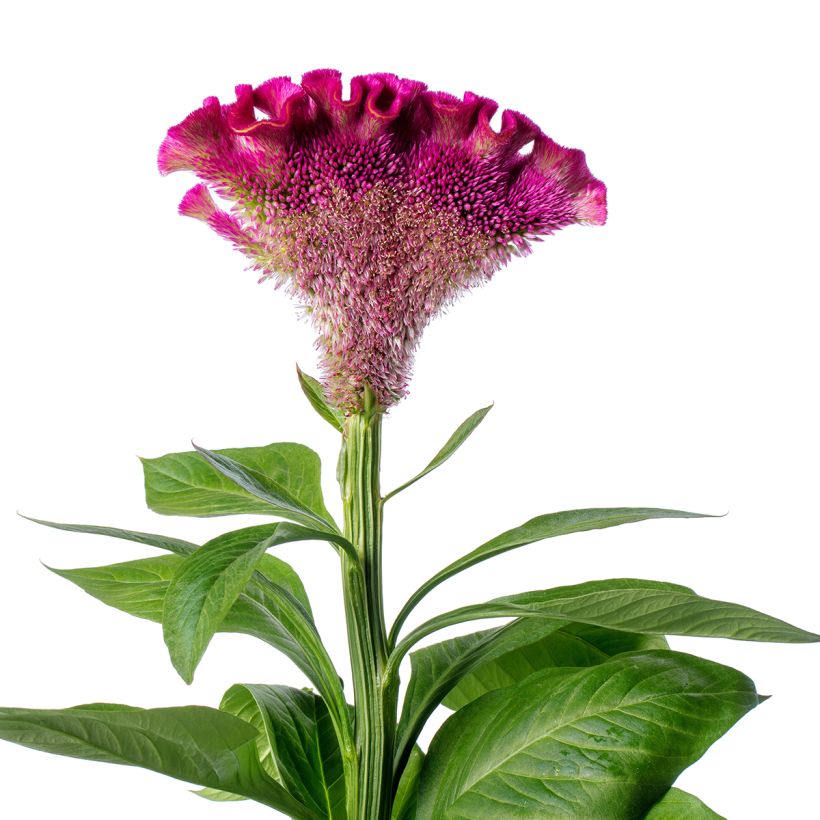 Celosia cristata Bar Bora seeds - Crested Cock's-comb (Flowering)