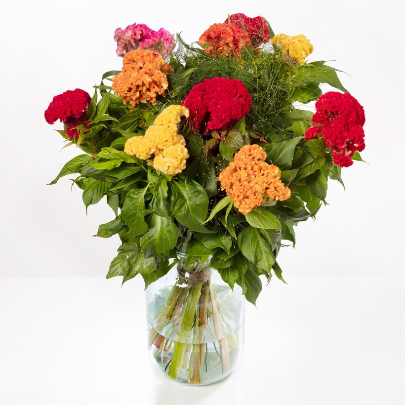 Celosia cristata Captain Mix' seeds - Crested Cock's-comb (Flowering)