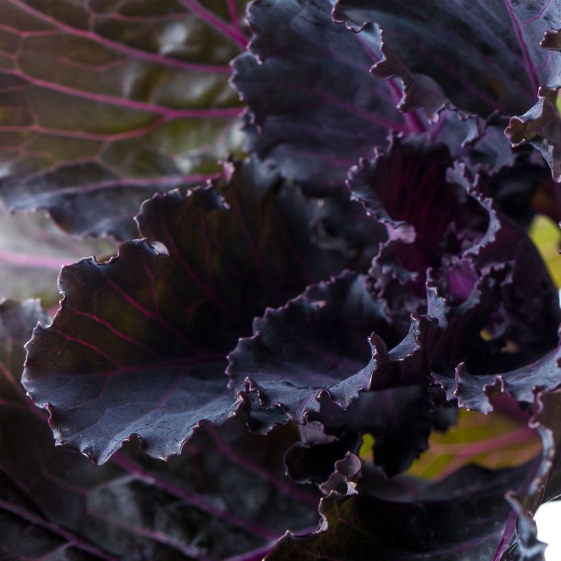 Brassica oleracea Black Leaf seeds - Ornamental kale (Foliage)