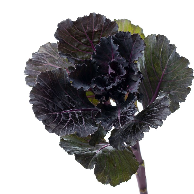 Brassica oleracea Black Leaf seeds - Ornamental kale (Harvest)