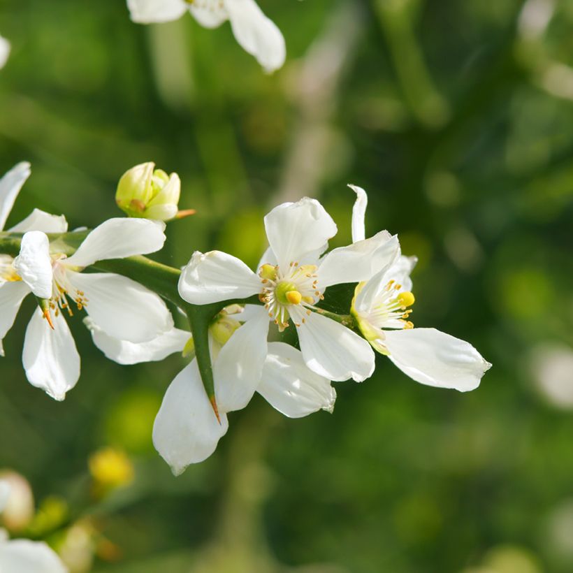 Poncirus trifoliata seeds - Japanese bitter orange (Flowering)