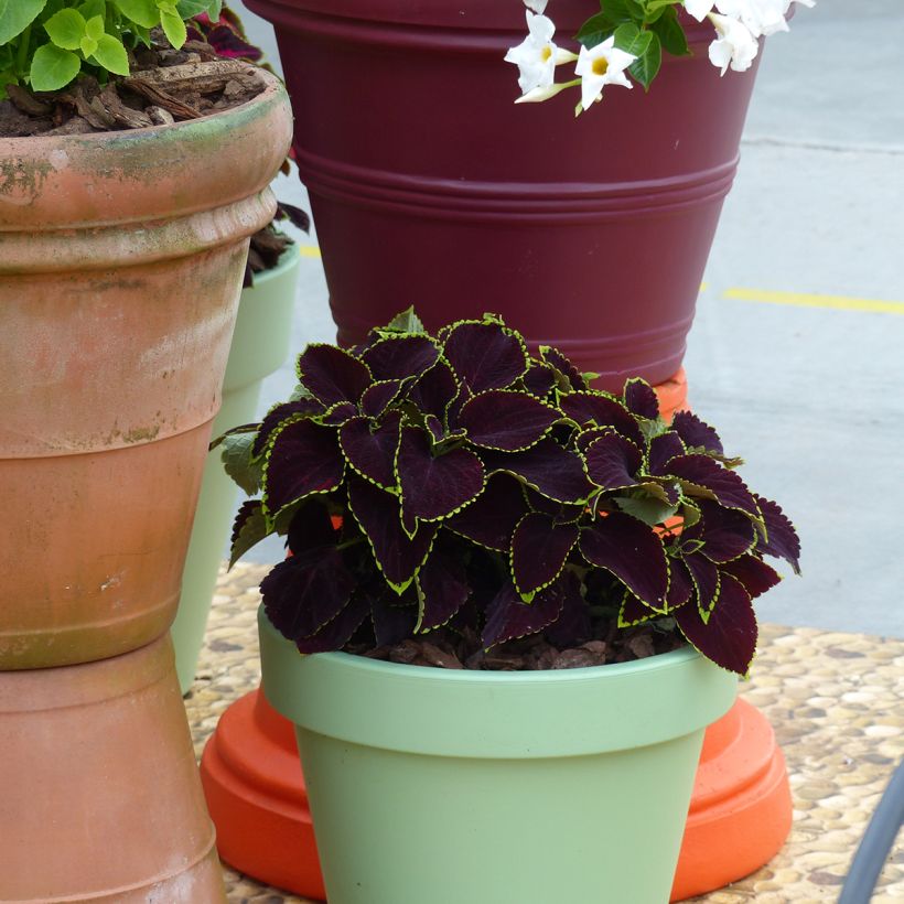 Solenostemon scutellaroides Mezmerize®​ Chocolate Lime Edge seeds - Coleus (Plant habit)