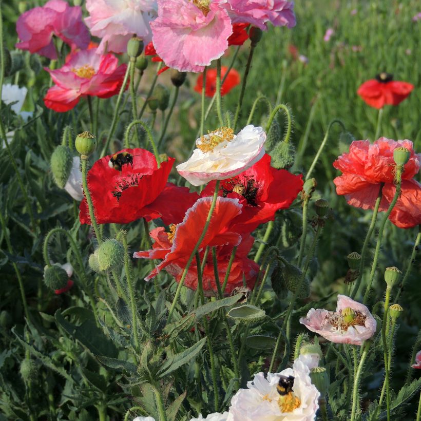 Poppy Shirley Mix organic seeds - Papaver rhoeas (Flowering)