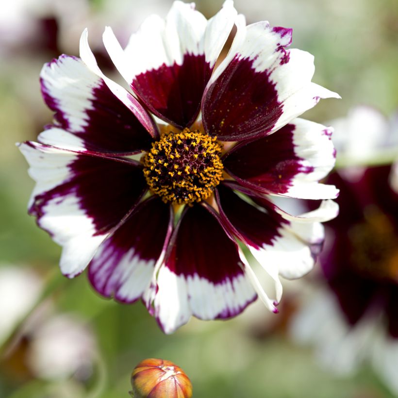 Coreopsis Incredible! Swirl Seeds - Coreopsis tinctoria (Flowering)