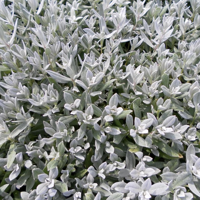 Cerastium biebersteinii seeds (Foliage)