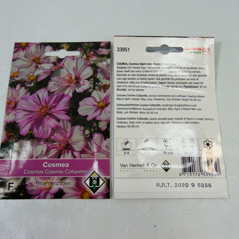 Example of Cosmos Cosimo Collarette Seeds - Cosmos bipinnatus per pack of 60 seeds (0.5g) specimen as delivered