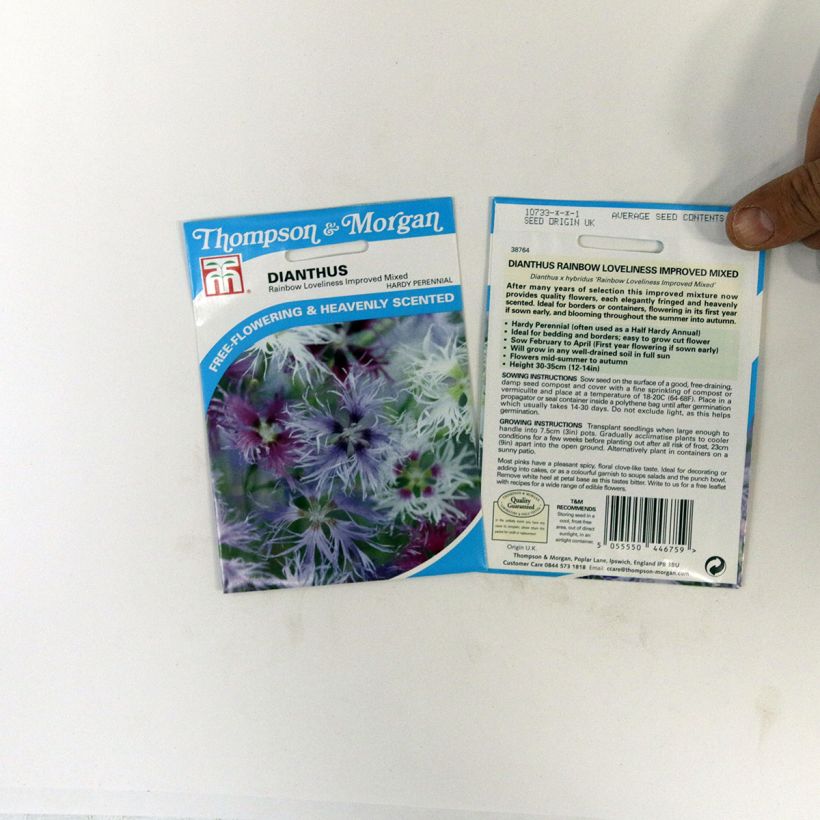 Example of Dianthus Rainbow Loveliness Improved Mixed - Garden Pink seeds per pack of 30 seeds specimen as delivered
