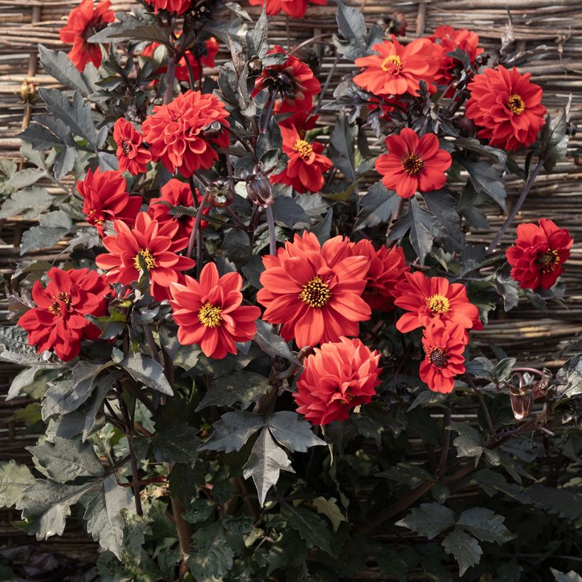 Dahlia Black Forest Ruby seeds (Flowering)