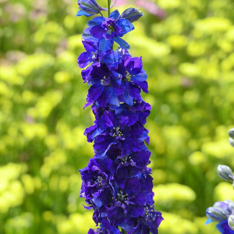 Delphinium consolida QIS Dark Blue - Larkspur seeds (Flowering)
